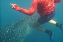 Michell swimmng with a whale shark.  Despite being 30 to 40 feet long they are very docile and non aggressive.   They eat mainly small fish or squid.